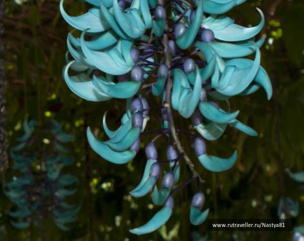 photo 321784