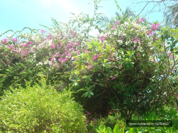 photo 816115
