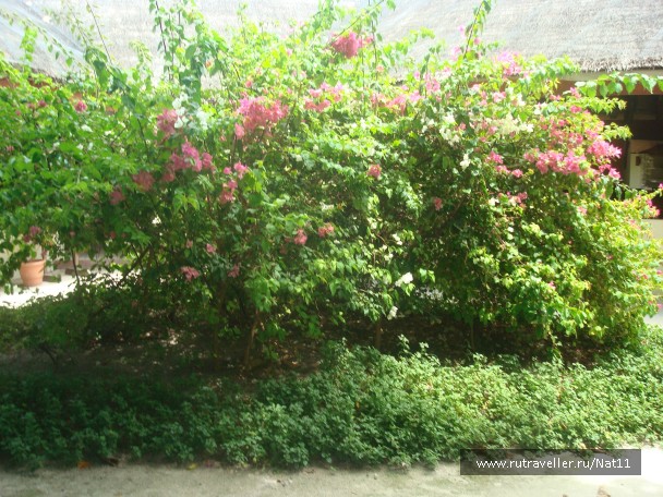 photo 816127