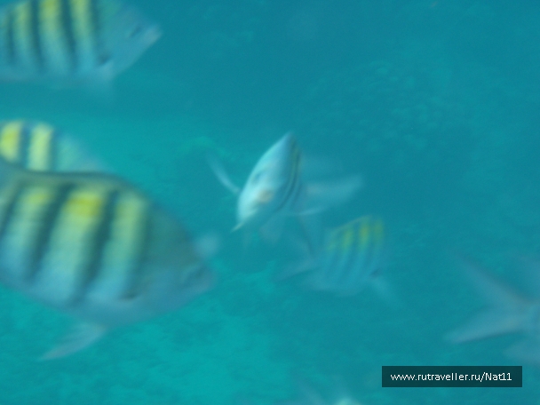 photo 817417