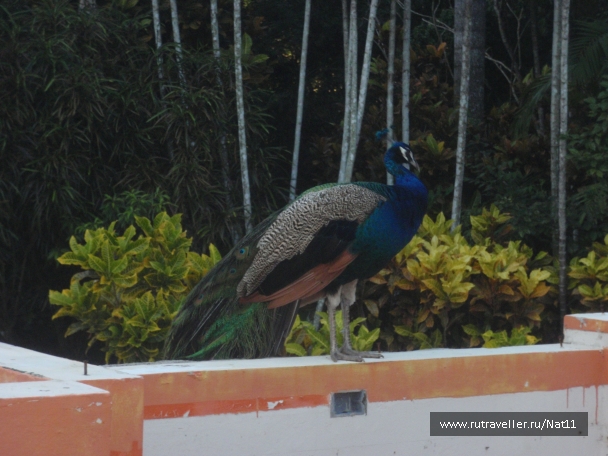 photo 817425