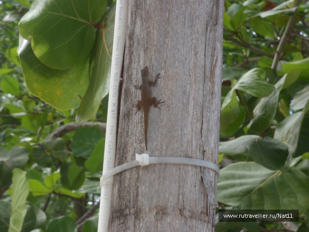 photo 817443