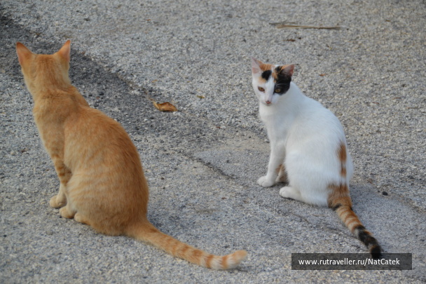 photo 545656