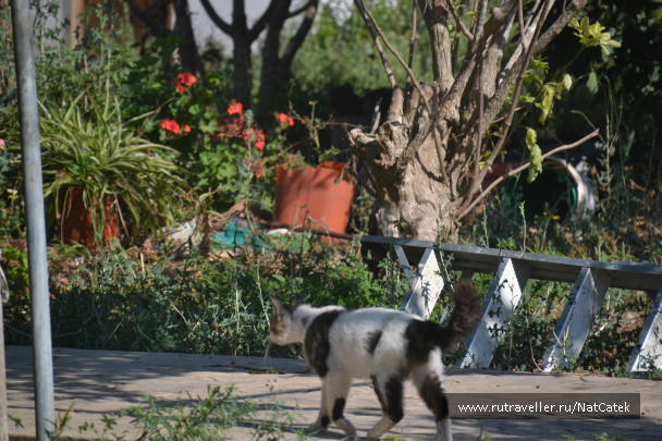 photo 545713