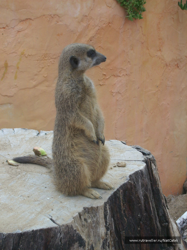 photo 549252