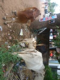 photo 931825