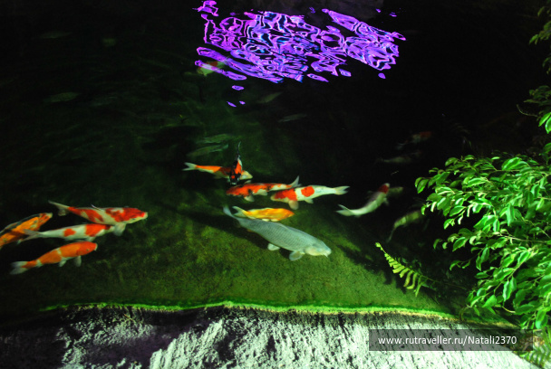 photo 238696
