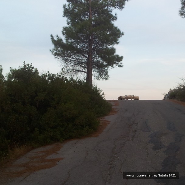 photo 1162609
