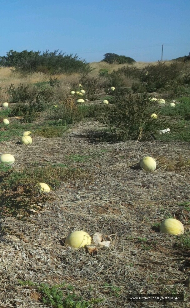 photo 1162627