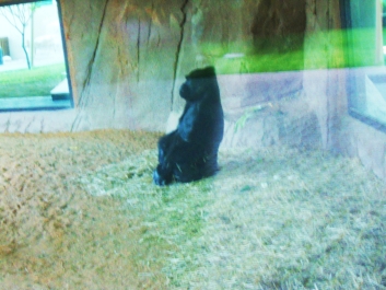 photo 927307