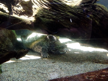 photo 1487454
