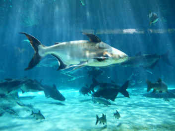 photo 1491463