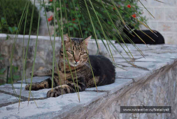 photo 1492435