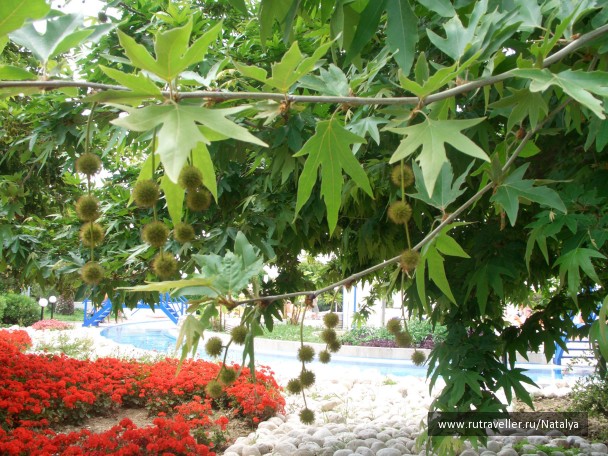 photo 4571