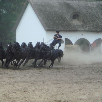 Варга Танья. Horse Show.