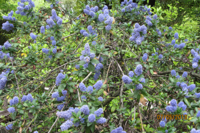 photo 484245