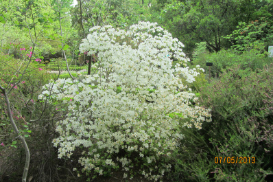 photo 484255