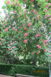 photo 484256