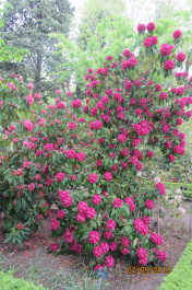 photo 484272