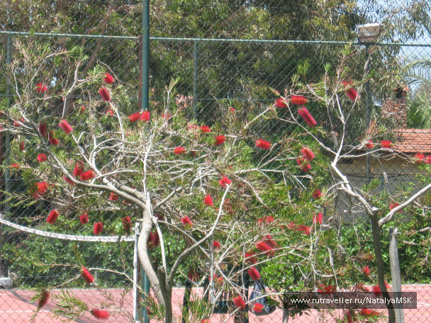 photo 96460