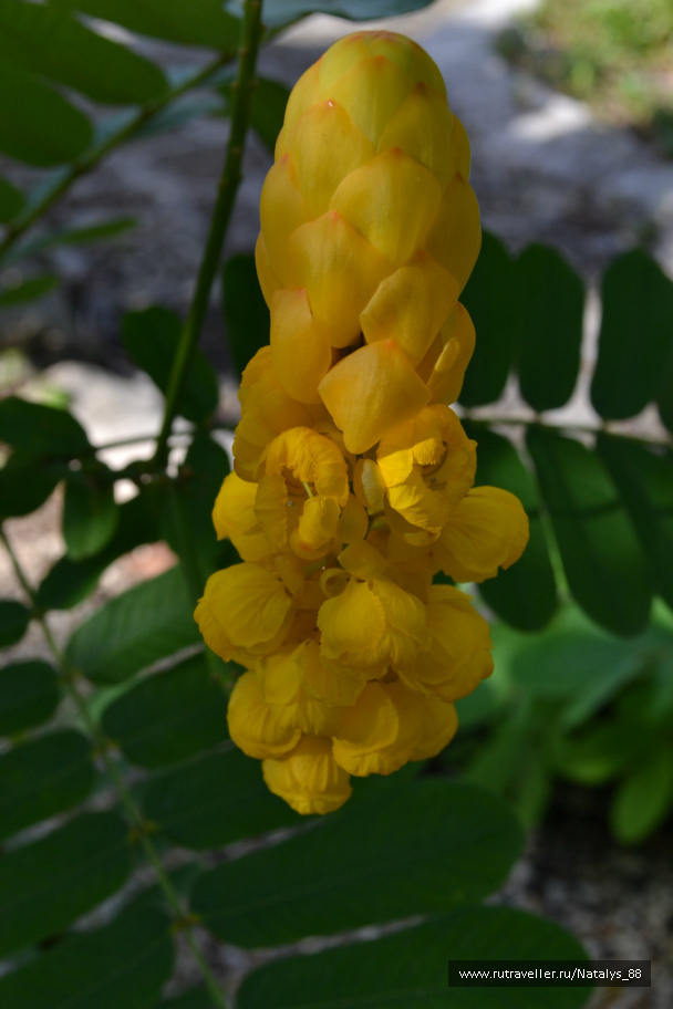 photo 258030