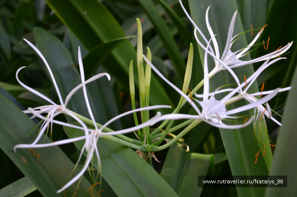 photo 258042