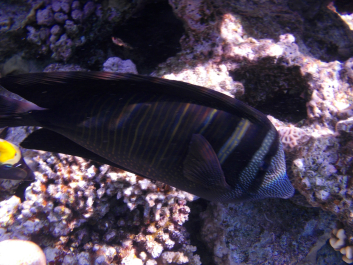 photo 993763