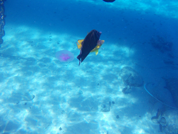 photo 993764
