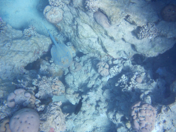 photo 995616