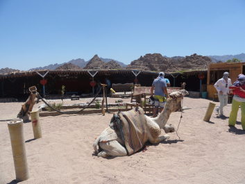 photo 1110935