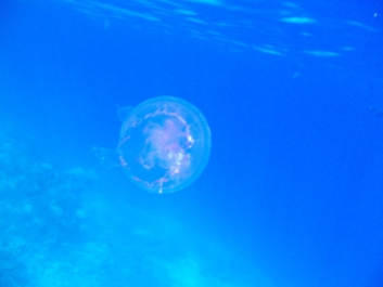 photo 926652