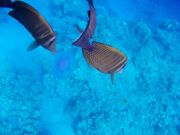 photo 926653