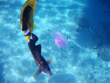 photo 926654