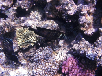 photo 926657