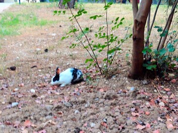 photo 1224182