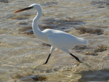 photo 927873