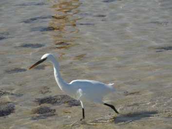 photo 927874