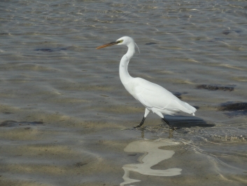 photo 927875