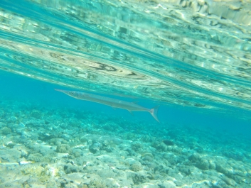 photo 936172