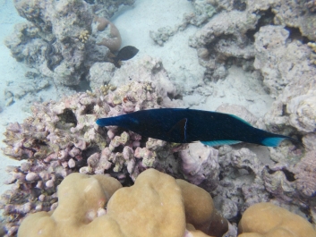 photo 936987