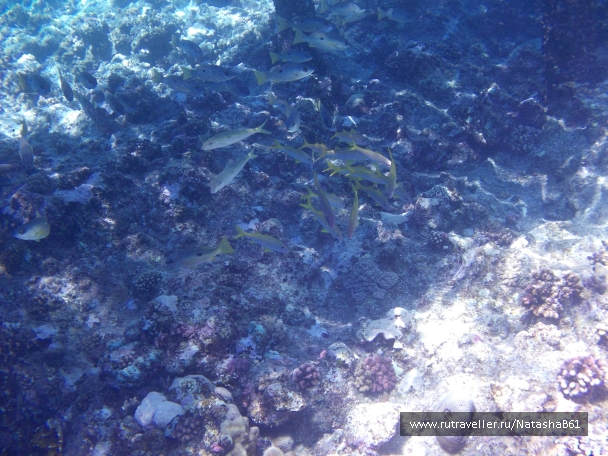 photo 975341