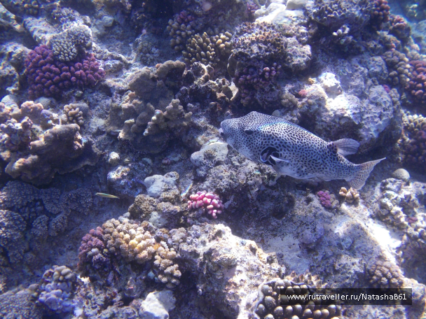 photo 996685