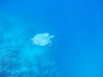 photo 997033