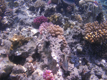 photo 1006725