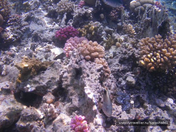 photo 1006725