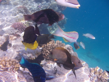 photo 959572