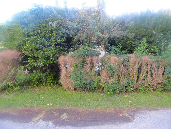 photo 1166327