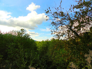 photo 1261693