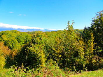 photo 1276059