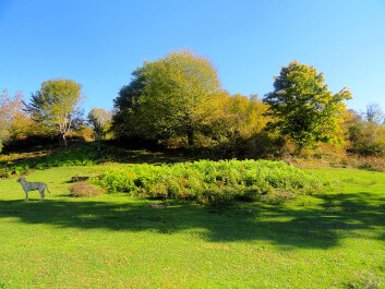 photo 1315182